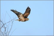 unser häufigster Greif... Mäusebussard *Buteo buteo*