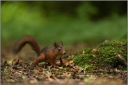 ganz schön flink... Europäisches Eichhörnchen *Sciurus vulgaris*, Jungtier