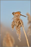 im Schilf... Bartmeise *Panurus biarmicus*