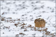 auf besseres Wetter hoffend... Feldhase *Lepus europaeus*