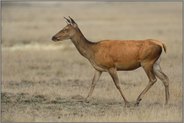 ein weiblicher Hirsch... Rottier *Cervus elaphus*