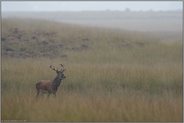 vielversprechender Nachwuchshirsch... Rothirsch *Cervus elaphus*