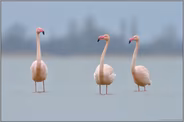 dumme Gesichter... Rosaflamingos *Phoenicopterus roseus*