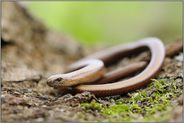ein Alttier... Blindschleiche *Anguis fragilis*