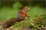 prüfender Blick... Eichhörnchen *Sciurus vulgaris*