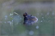 geheimnisvoll... Schwarzhalstaucher *Podiceps nigricollis*