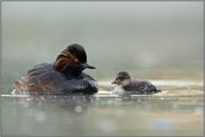 alt und jung... Schwarzhalstaucher *Podiceps nigricollis*