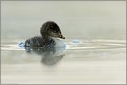 Jungvogel... Schwarzhalstaucher *Podiceps nigricollis*