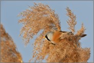 der Bartmeisenhahn... Bartmeise *Panurus biarmicus*