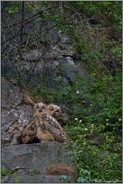 Geschwisterliebe... Europäische Uhus *Bubo bubo*