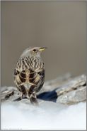 gut getarnt... Alpenbraunelle  *Prunella collaris*