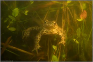 abwartend... Erdkröte *Bufo bufo*