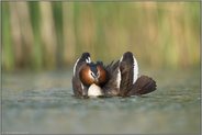 erwartungsvoll... Haubentaucher *Podiceps cristatus*