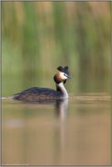 Abendstimmung... Haubentaucher *Podiceps cristatus*
