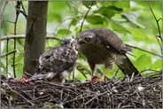 es wird immer noch gefüttert... Sperber *Accipiter nisus*