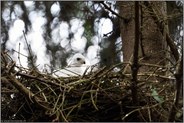 (fast) schneeweiß... Sperberküken *Accipiter nisus*