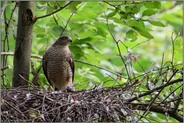 keiner da... Sperber *Accipiter nisus*