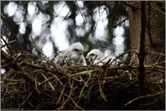 Männlein und Weiblein... Sperber *Accipiter nisus*