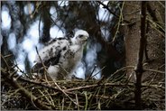 kleiner Sperber, ganz groß... Sperber *Accipiter nisus*