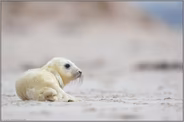 am weiten Sandstrand... Kegelrobbe *Halichoerus grypus*