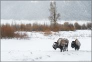 im Lamar Valley... Amerikanischer Bison *Bison bison*