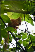 hoch oben im Baum... Eichhörnchen *Sciurus vulgaris*