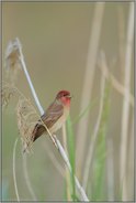 sanfte Farben... Karmingimpel *Carpodacus erythrinus*