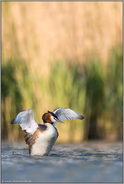 so groß bin ich... Haubentaucher *Podiceps cristatus*