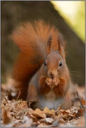 rotes Eichhörnchen... Europäisches Eichhörnchen *Sciurus vulgaris*