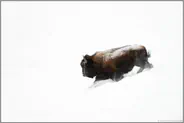 im weißen Nichts... Amerikanischer Bison *Bison bison* stürmt durch Pulverschnee