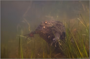 im Laichgewässer... Erdkröten *Bufo bufo*