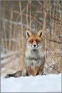 ganz brav... Rotfuchs *Vulpes vulpes* sitzt abwartend im Schnee und hält Blickkontakt