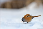 im Schnee... Bartmeise *Panurus biarmicus* sitzt am Boden und frisst Samen
