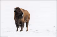 abschätzender Blick... Amerikanischer Bison *Bison bison* im Winter bei Schnee, Nordamerika
