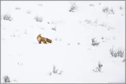 in der Mitte von nirgendwo... Amerikanischer Rotfuchs *Vulpes vulpes fulva* in weißer Winterlandschaft