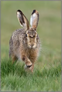 im Anmarsch... Feldhase *Lepus europaeus* läuft frontal auf die Kamera zu
