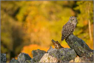 Feuerwerk der Farben... Habichtskauz *Strix uralensis* im Herbst