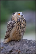der Blick nach oben... Uhu *Bubo bubo* in einem alten Steinbruch