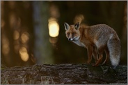 im dunklen Wald... Rotfuchs *Vulpes vulpes* steht am späten Abend auf einem Baumstamm, blickt sich um
