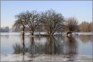 am Niederrhein... Kopfweiden *Bislicher Insel* im Winterhochwasser, überschwemmte Wiesen und Felder