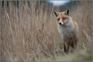 prüfender Blick... Rotfuchs *Vulpes vulpes* auf einem Fuchspfad im Schilf
