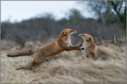streitend... Rotfüchse *Vulpes vulpes*, heftige Auseinandersetzung