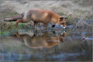 am Wasserloch... Rotfuchs *Vulpes vulpes* spiegelt sich im Wasser