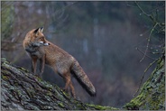 in der Hoffnung auf besseres Wetter... Rotfuchs *Vulpes vulpes*, nasser Fuchs im Regen auf einem Baumstamm