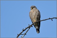 auf der Streuobstwiese... Turmfalke *Falco tinnunculus* auf seiner Sitzwarte im alten Birnbaum