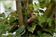 Nistzeit... Kernbeißer *Coccothraustes coccothraustes*, weiblicher Altvogel auf dem Nest