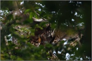 Abflug... Habicht *Accipiter gentilis*, Altvogel verlässt nach Fütterung mit einem Teil der Beute den Horst