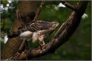gespannte Aufmerksamkeit... Habicht *Accipiter gentilis*,  diesjähriger Jungvogel, Rothabicht auf der Jagd im Wald