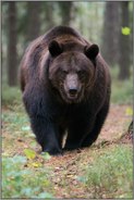 beeindruckend... Europäischer Braunbär *Ursus arctos*, frontale Ansicht, Begegnung mit dem größten europäischen Landraubtier
