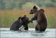 spielerische Auseinandersetzung... Europäische Braunbären *Ursus arctos* kämpfen im flachen Wasser eines Sees